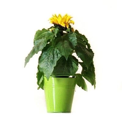 music image